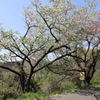 奥多摩へ向かう山道の桜　道ばた