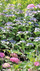 掛け軸の紫陽花