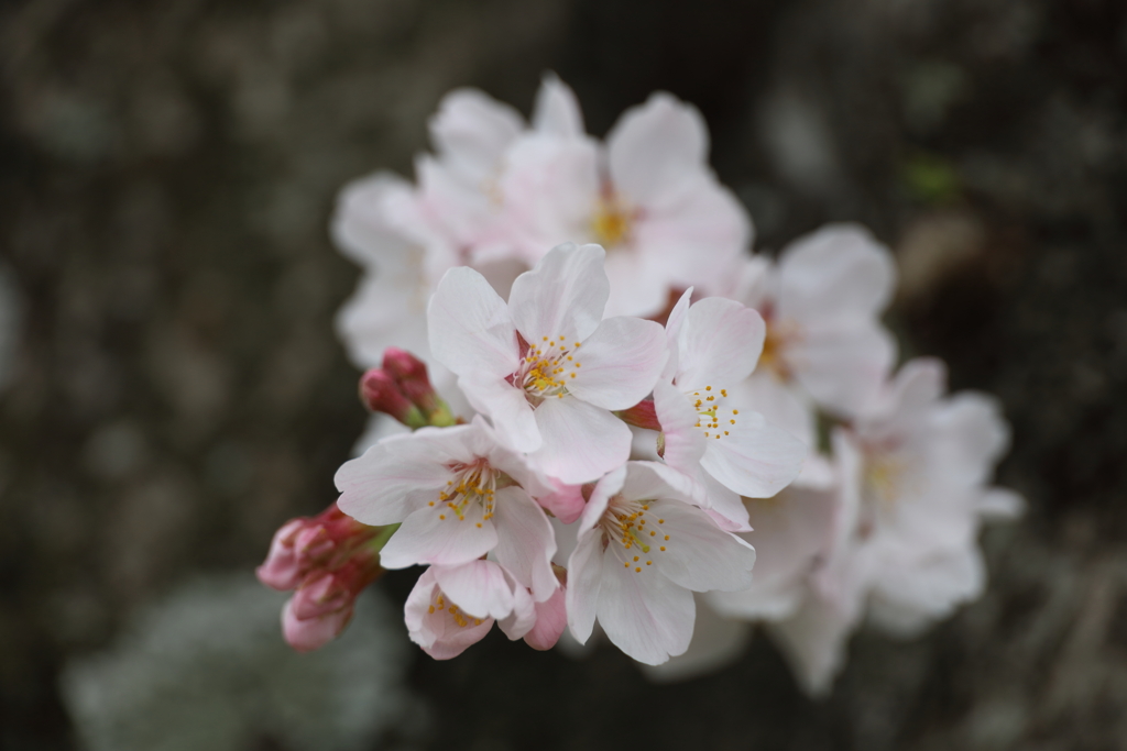 太い木から直接咲く桜