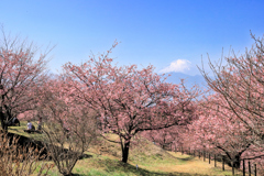 おおいゆめの里にて、大井里山花まつり