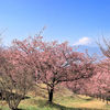 おおいゆめの里にて、大井里山花まつり