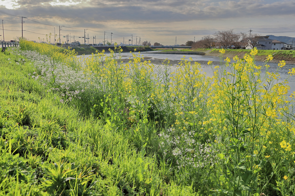 菜の花と浜大根