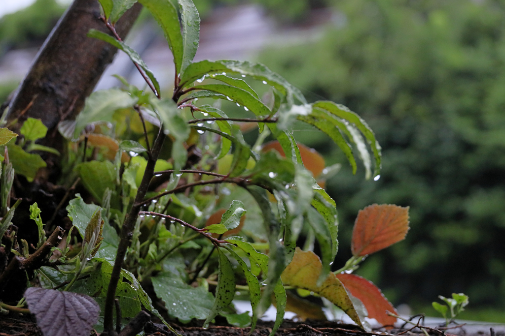 雨と若葉