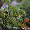 雨と若葉