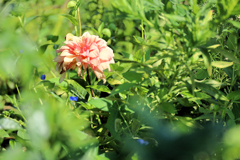 枯れ始めたダリア