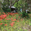 浮島稲荷神社の彼岸花　横顔