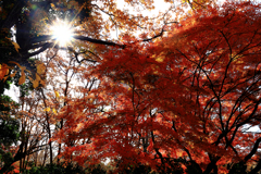 昭和記念公園の紅葉　入り口辺り