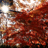 昭和記念公園の紅葉　入り口辺り