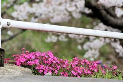 芝桜