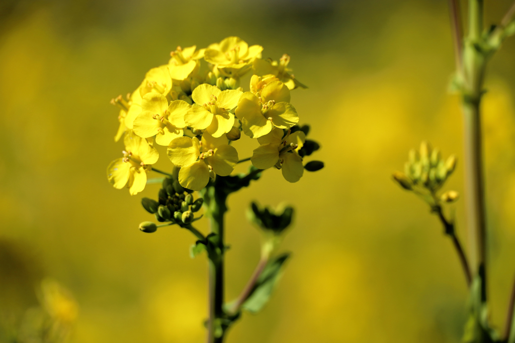 菜の花　アップ