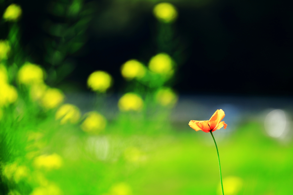 菜の花とポピー