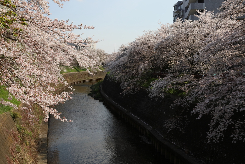 藤沢市　湘南台　引地川