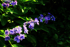 横たわる紫陽花