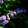 横たわる紫陽花