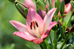 ピンクアジアンティックリリー