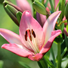 ピンクアジアンティックリリー