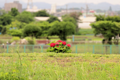 川の向こうの紫陽花