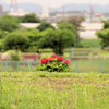 川の向こうの紫陽花