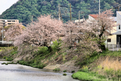 川沿いの桜、二本桜。