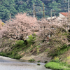 川沿いの桜、二本桜。