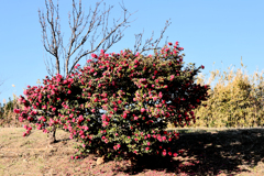 大人山茶花