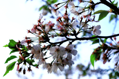 葉桜