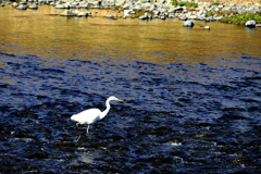 浅瀬を歩くサギ