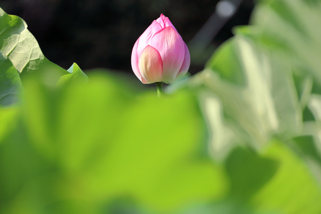 濃い桃色と薄い緑