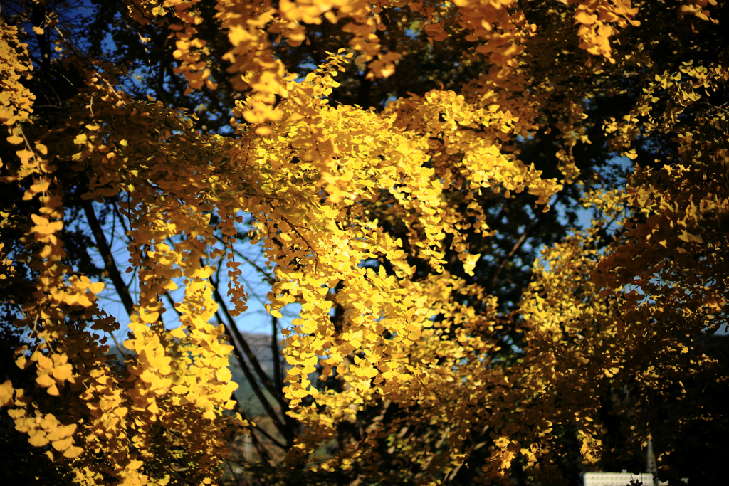 しだれ銀杏