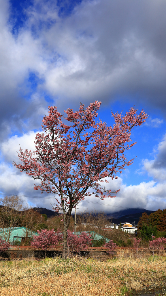 平和橋付近のおかめ桜