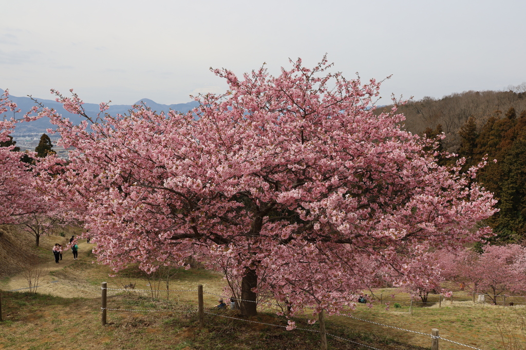 おおいゆめの里　河津桜　一番大きな桜