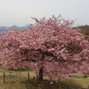 おおいゆめの里　河津桜　一番大きな桜