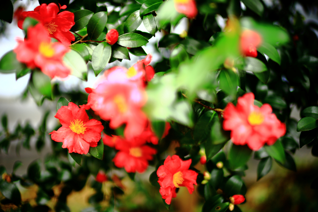 奥からそっと覗く山茶花