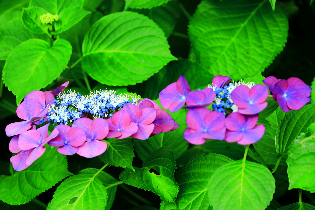 赤紫の紫陽花