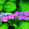 赤紫の紫陽花