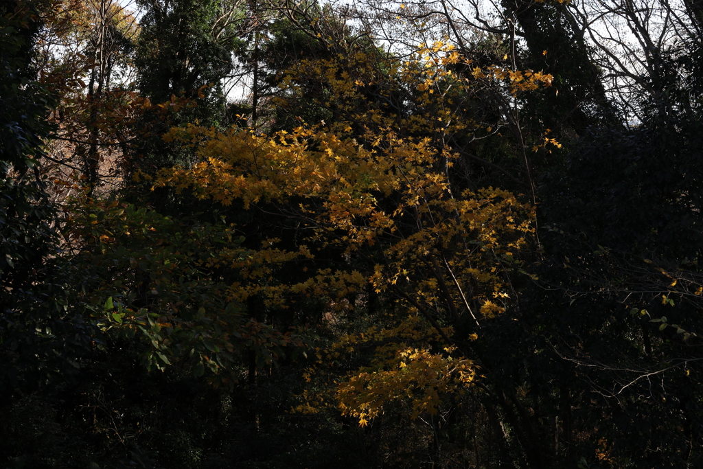 森の中の紅葉