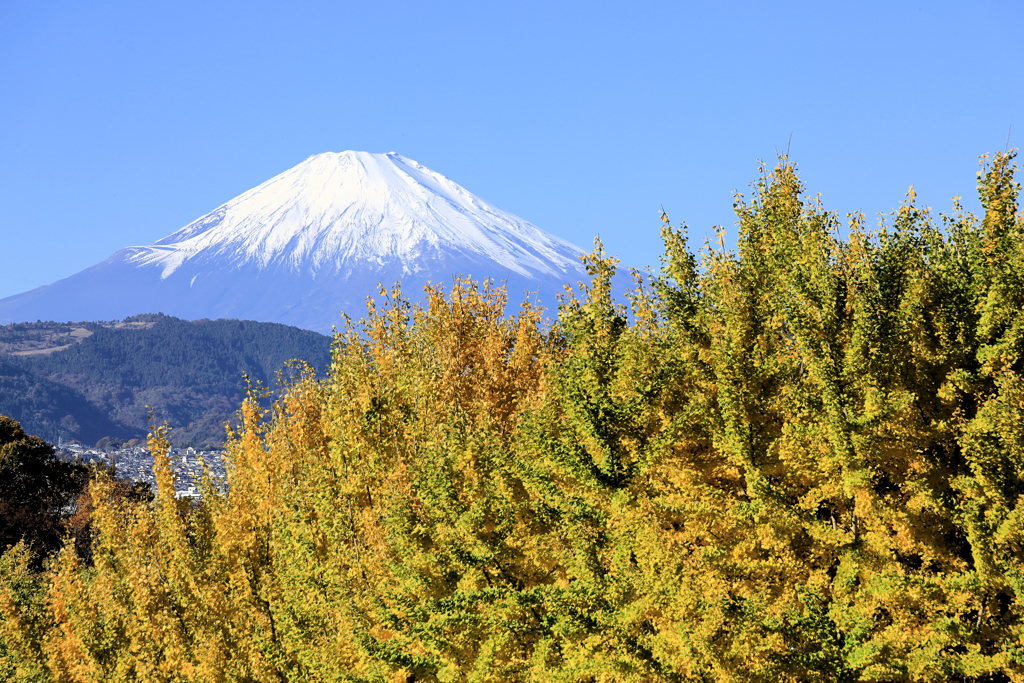 銀杏と富士山