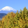 銀杏と富士山