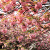 八重桜