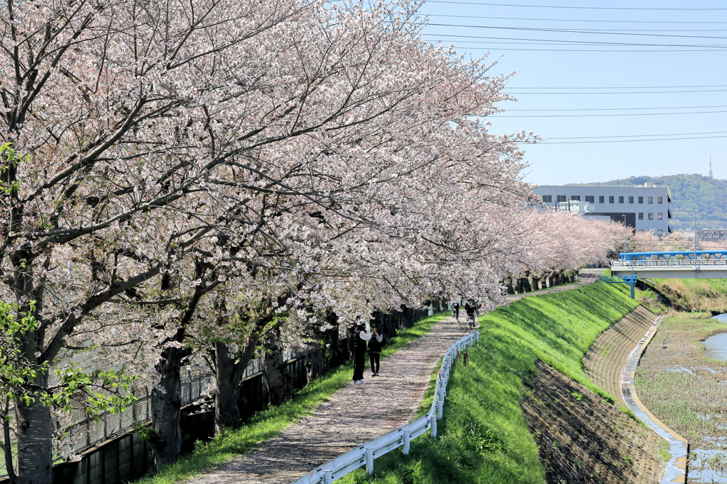 桜の下で撮影会