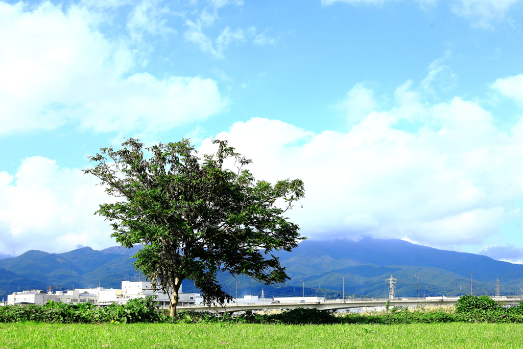 酒匂川の河川敷