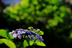 薄紫の紫陽花