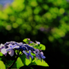 薄紫の紫陽花