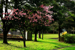 公園の桃