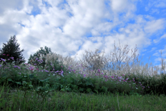 一夜城ヨロイヅカファーム　コスモス畑