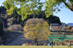 秋の宮ヶ瀬湖