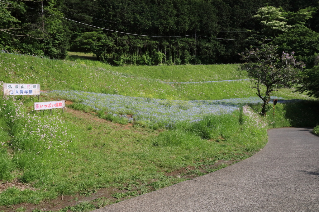 弘法山のネモフィラ畑