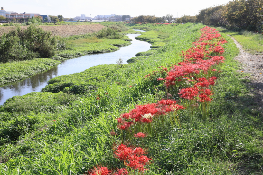 川辺の彼岸花