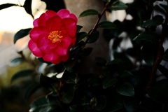ラスト山茶花