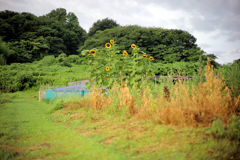 枯れ草と向日葵
